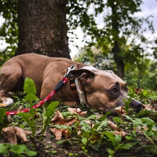 Kvalitná strava, veľa pohybu ale hlavne veľa, veľa lásky, to všetko potrebuje váš psík, aby bol šťastný. 😉 Vy mu dajte...