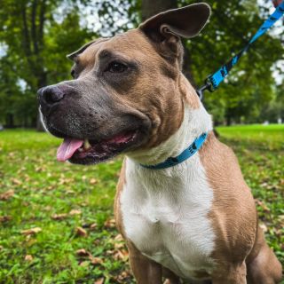 Mnohí z vás sa nás pýtajú, ako správne vybrať obojok pre svojho psíka. 🙂 Tu je zopár základných rád: * Po nasadení tesne...