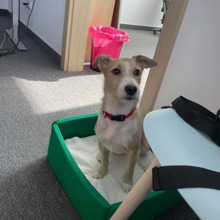 Loki hľadá nový domov :( viac info v texte nižšie. Pomôžme ako haukaci komunita nájsť lokimu novú rodinu. ❤️ Dobrý deň,...